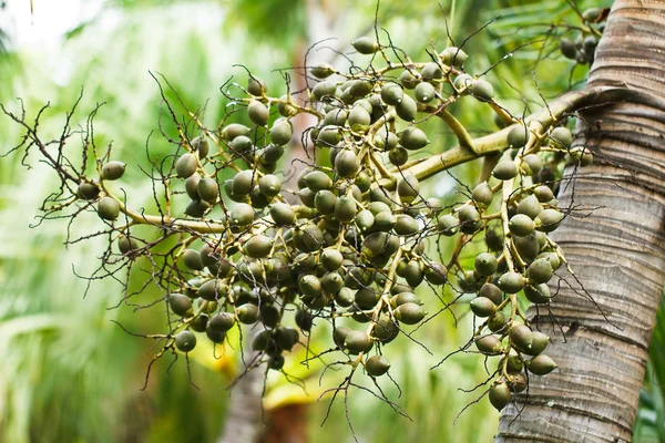 Ripe Betel Nut Or Are-ca Nut Palm On Tree — Stock Photo, Image