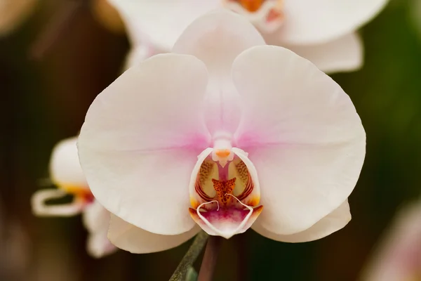 Witte orchidee bloem — Stockfoto