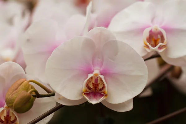 Witte orchidee bloem — Stockfoto