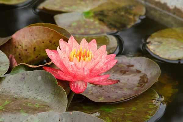 Pink Water Lily — Stock Photo, Image