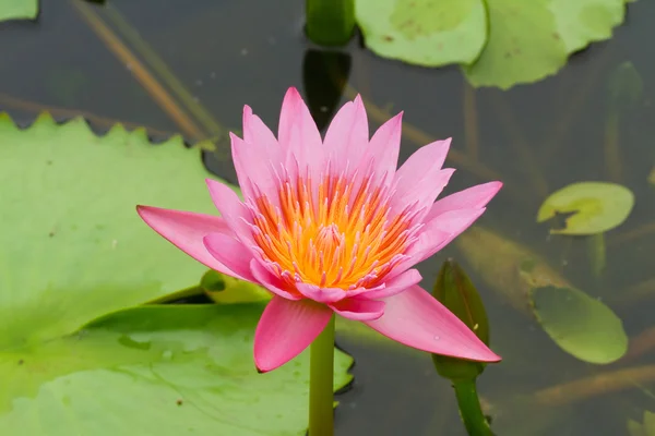 Mor lotus. — Stok fotoğraf