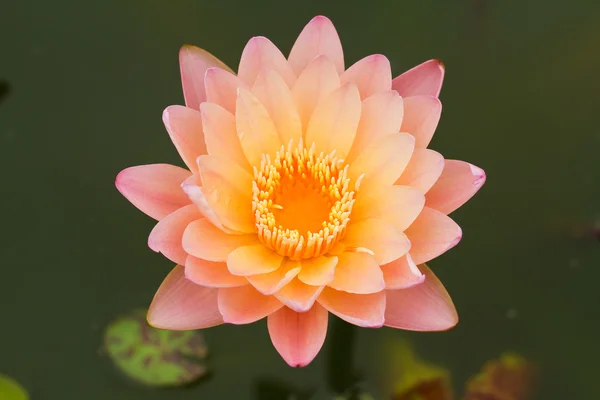 Pink Water Lily — Stock Photo, Image