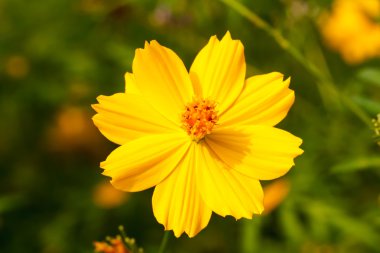 Sarı cosmos çiçek