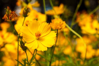 Sarı cosmos çiçek