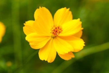 Sarı cosmos çiçek