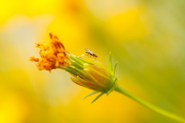 Sarı cosmos çiçek