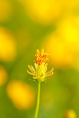 Sarı cosmos çiçek