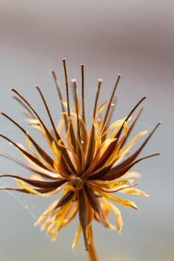 Sarı cosmos çiçek