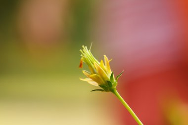 Sarı cosmos çiçek