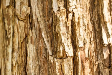 eski doku ağaç kabuğu