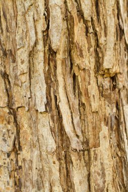 eski doku ağaç kabuğu