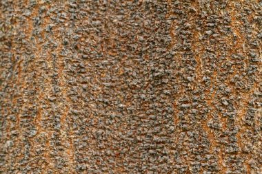 eski doku ağaç kabuğu