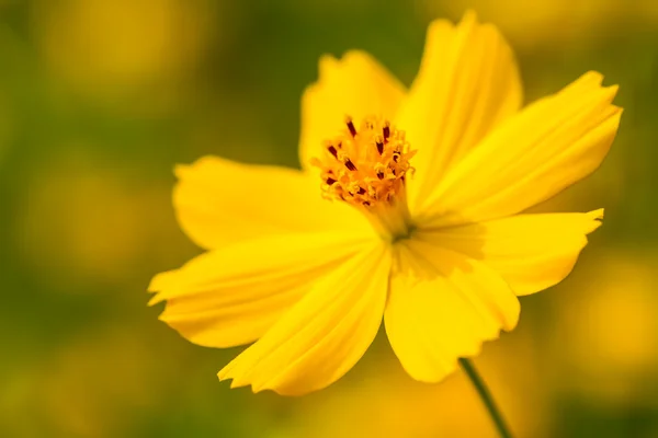 Gul kosmos blomma — Stockfoto