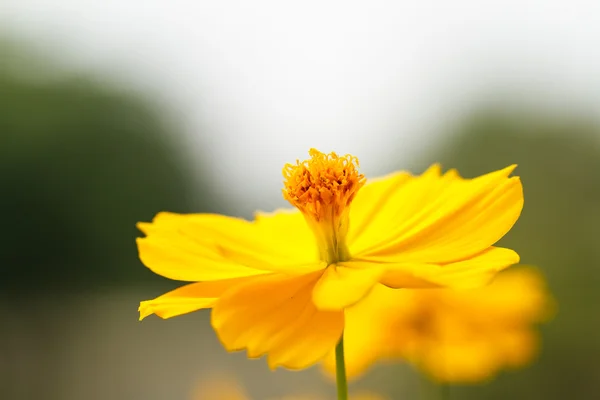Flor amarilla Cosmos —  Fotos de Stock