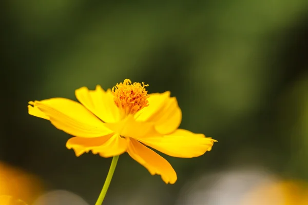 Gul kosmos blomma — Stockfoto