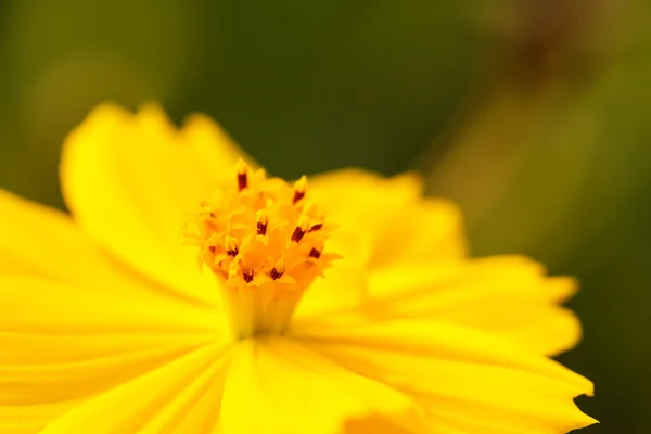 Fiore del Cosmo giallo — Foto Stock