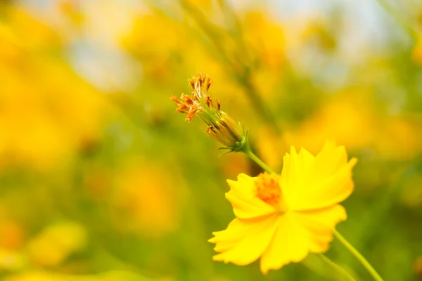 Gul kosmos blomma — Stockfoto