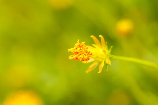 Amarelo Cosmos flor — Fotografia de Stock