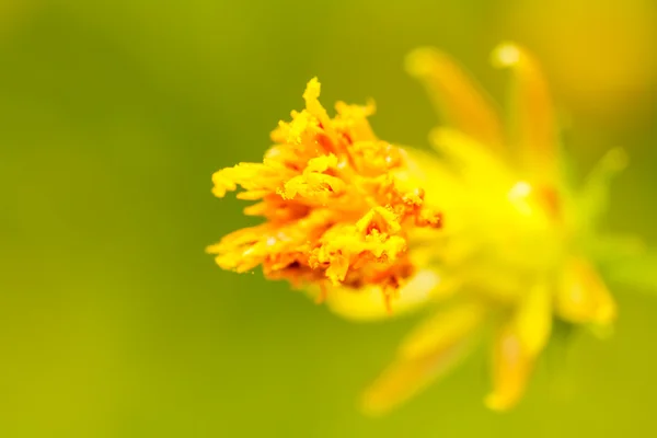 黄花コスモスの花 — ストック写真