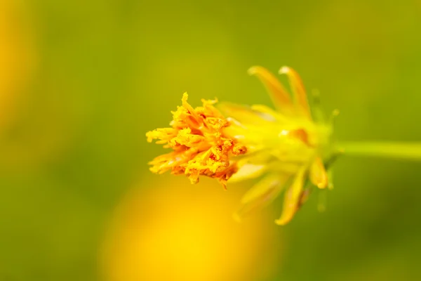 黄波斯菊花卉 — 图库照片