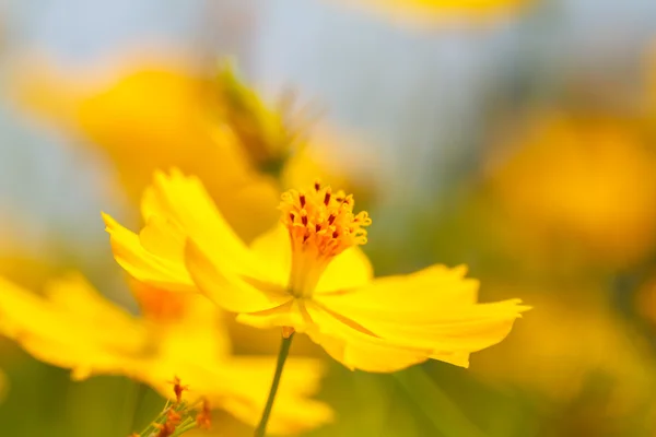 Gele kosmos bloem — Stockfoto