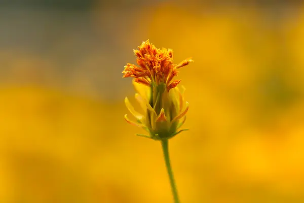 Gul kosmos blomma — Stockfoto