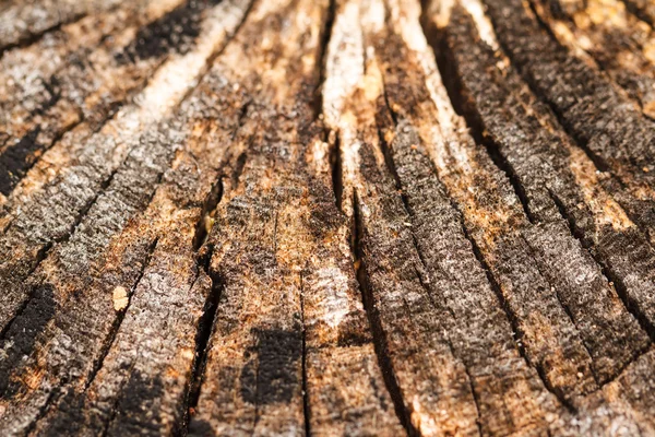 Wood texture — Stock Photo, Image