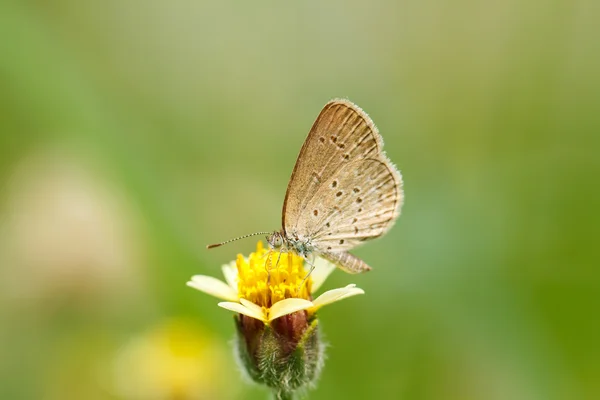 Papillon sur fleur jaune — Photo