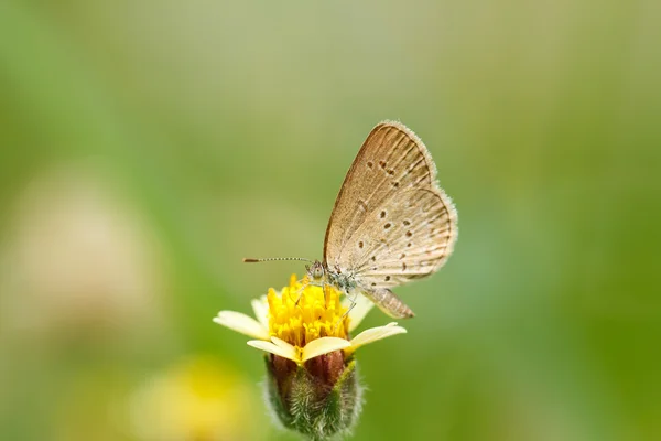 Borboleta em flor amarela — Fotografia de Stock