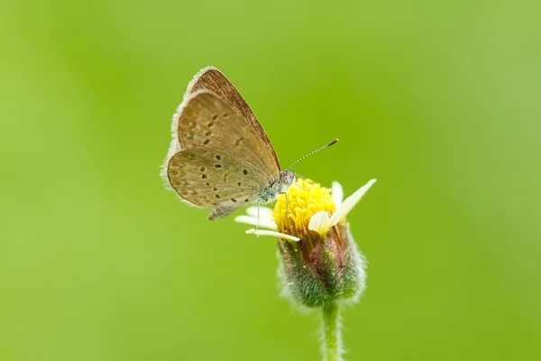 Motýl na žlutém květu — Stock fotografie