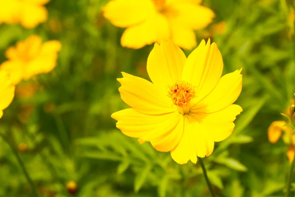 Kwiat kosmei żółty — Zdjęcie stockowe
