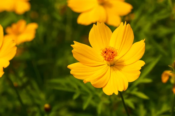 黄花コスモスの花 — ストック写真