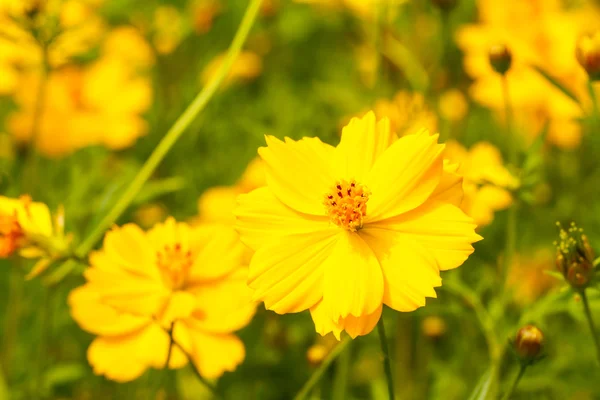 黄花コスモスの花 — ストック写真