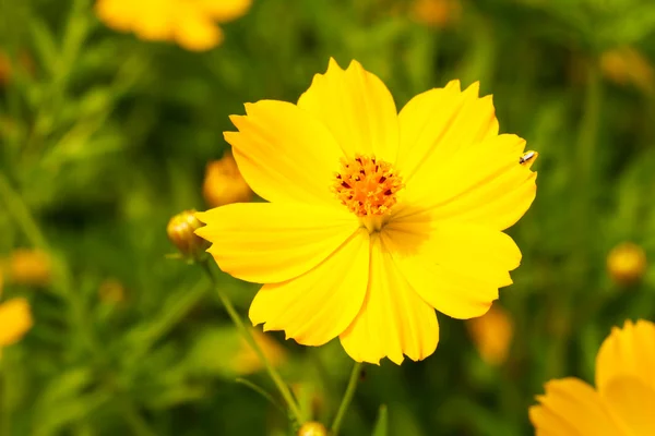 Fiore del Cosmo giallo — Foto Stock