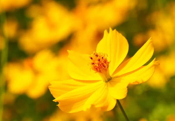 黄花コスモスの花 — ストック写真