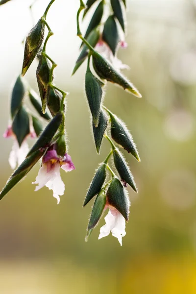 Heliconia bloem — Stockfoto