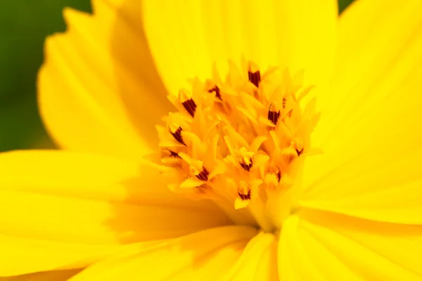 Flor amarilla Cosmos — Foto de Stock