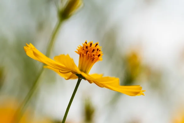 Flor amarilla Cosmos — Foto de Stock