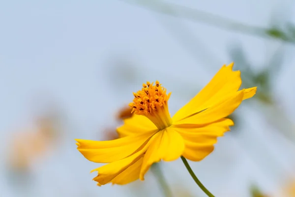 Gul kosmos blomma — Stockfoto