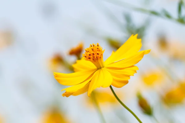 Sarı cosmos çiçek — Stok fotoğraf