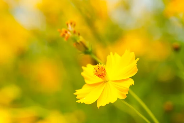 Flor amarilla Cosmos — Foto de Stock