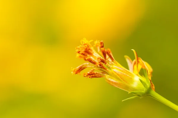 Fiore del Cosmo giallo — Foto Stock