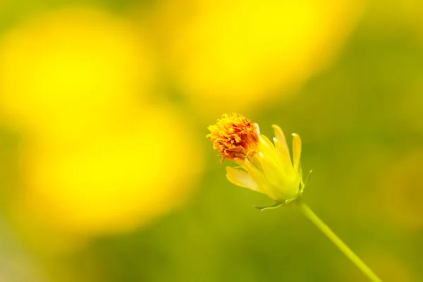Цветок жёлтого космоса — стоковое фото