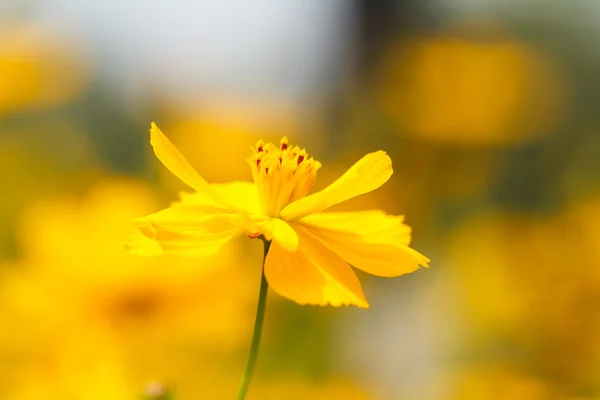 Květina žlutá Kosmos — Stock fotografie