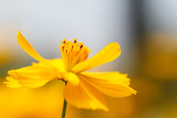 Cosmos κίτρινο λουλούδι — Φωτογραφία Αρχείου