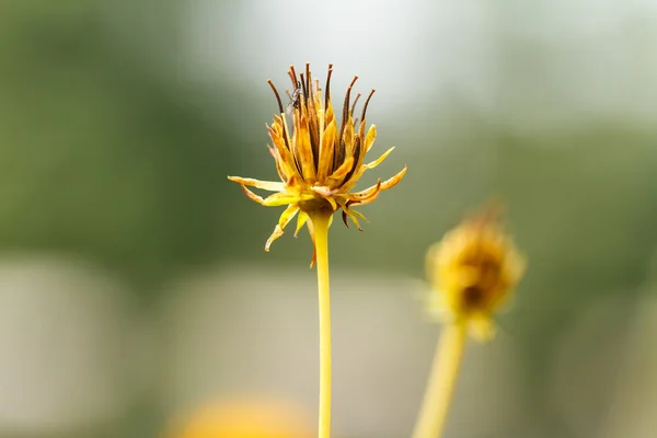 黄花コスモスの花 — ストック写真