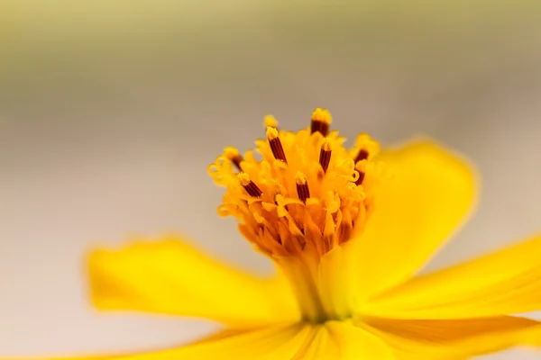 Fiore del Cosmo giallo — Foto Stock