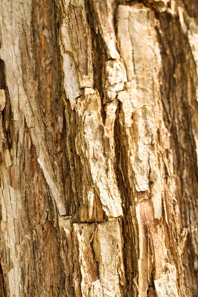 Texture de la vieille croûte d'arbre — Photo