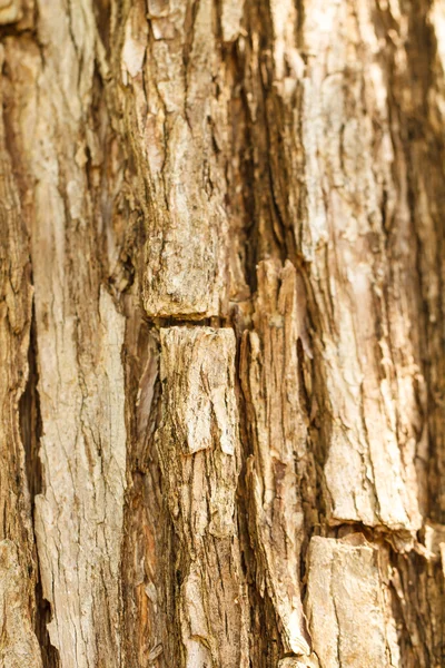 Текстура старой кожуры дерева — стоковое фото