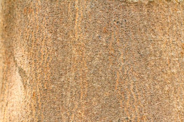 Textura de casca de árvore velha — Fotografia de Stock